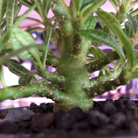 希少 dorstenia   gigas《大きめM size》littmon  seed🌱5年株※17本枝を出しぼってり株元＆良樹形balanceの将来有望ギガス※mad black pot植え