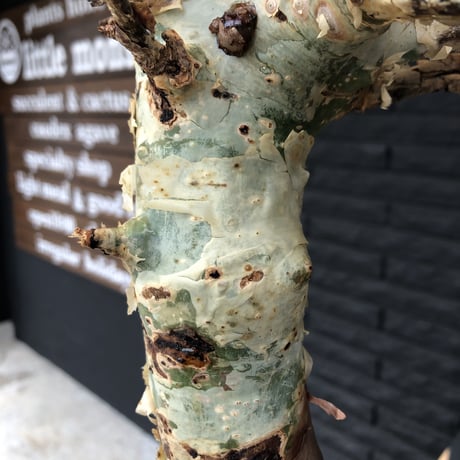 commiphora    africana《L size》佇まい🤩