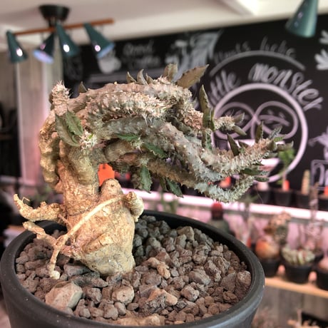 euphorbia tulearensis《大きめM size》※大きめの塊根を持つ希少性高きユーフォルビアの上、全体balanceも良き将来有望株‼︎※mad black pot植え