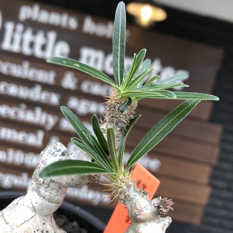 pachypodium gracilius《大きめS size》※希少‼︎白肌株※現地球発根後店主国内管理2年株※絶妙な捻くれ枝振り&美しい純白が堪らない※mad black bowl pot植え
