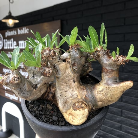 pachypodium brevicalyx《大きめL size》※現地球発根後店主国内管理6年株※丈があり大変ゴツゴツ感強き男前な出立ちが堪らない※mad black bowl pot植え