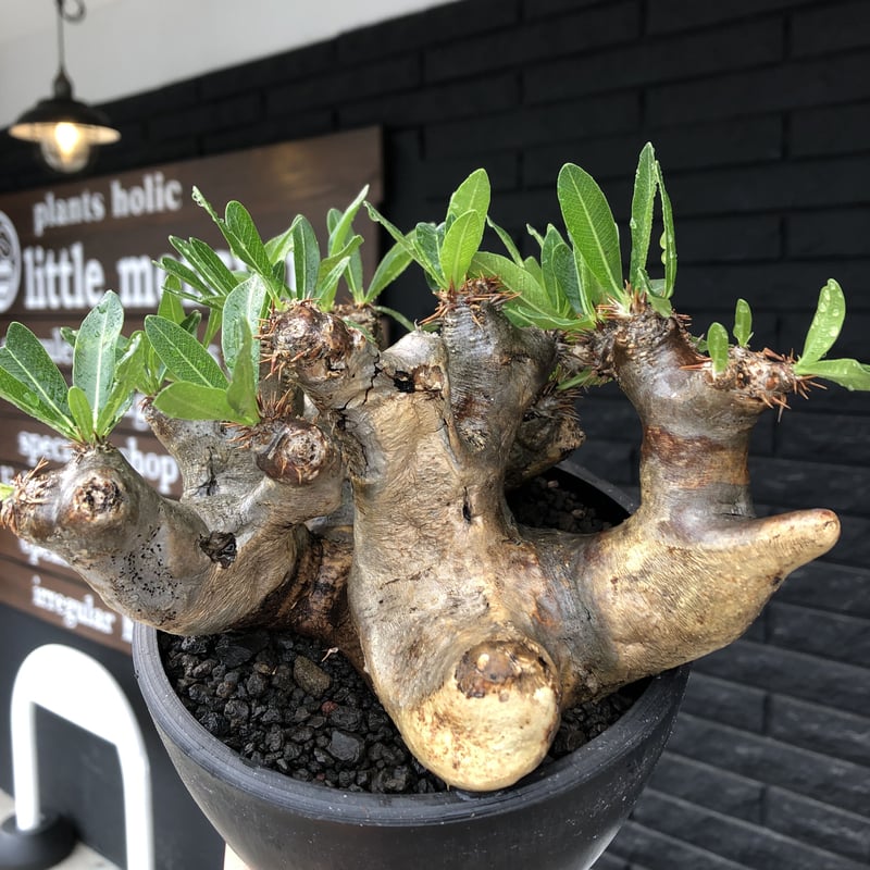pachypodium brevicalyx《大きめL size》※現地球発根後店主国内管理6