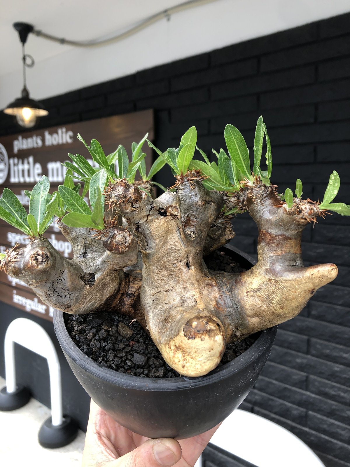 pachypodium brevicalyx《大きめL size》※現地球発根後店主国内管理6...