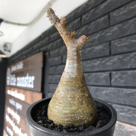 pachypodium gracilius《大きめS size》僅かにgreen肌&球体樹形※現地球発根後店主国内管理2年株※1頭枝のため少し縦に長めながら球体良樹形※mad black pot植え