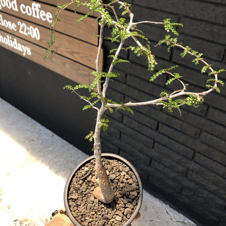 opercullicarya   decaryi  littmon  seed🌱  《7年株》※成長早く長きに渡り管理した幹幅も太く‼︎特化した繊細葉※mad  black  pot植え