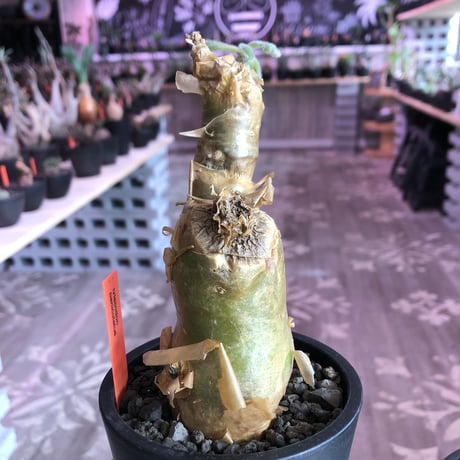 tylecodon  paniculatus《M size》※一番大きく成長する2種類のパニクラーツス‼︎※mad black pot植え　※限定２株