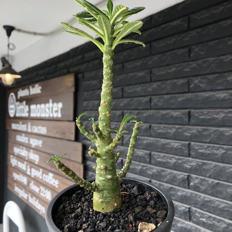 希少‼︎dorstenia gigas《小さめL  size》littmon  seed🌱8年株※ぼってり株元に良枝振りバランス良きリトモン渾身の一株※mad black pot植え