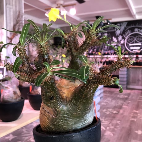 pachypodium  gracilius《大きめL size》※現地球発根済株※店主国内管理4年株※右サイド&正面の激しい現地焼けと最高枝振りに撃沈‼︎※mad black bowl pot植え