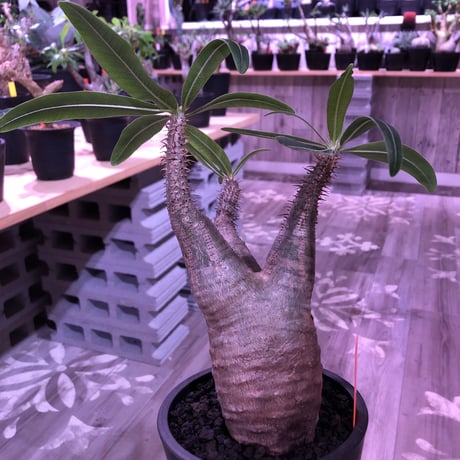 pachypodium  gracilius《M size》※現地球株  発根済み株‼︎  （限定1株）バランスの取れた手乗りサイズ　※mad black pot植え