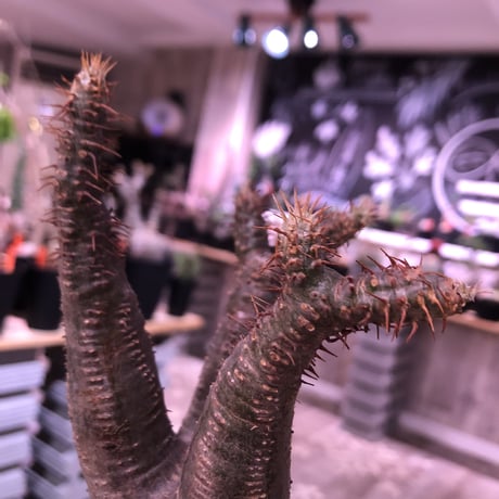 packypodium  gracilius《小さめM  size》※現地球発根済株‼︎※小振りでも王道的樹形のbalance良きグラキ‼︎※mad black pot植え