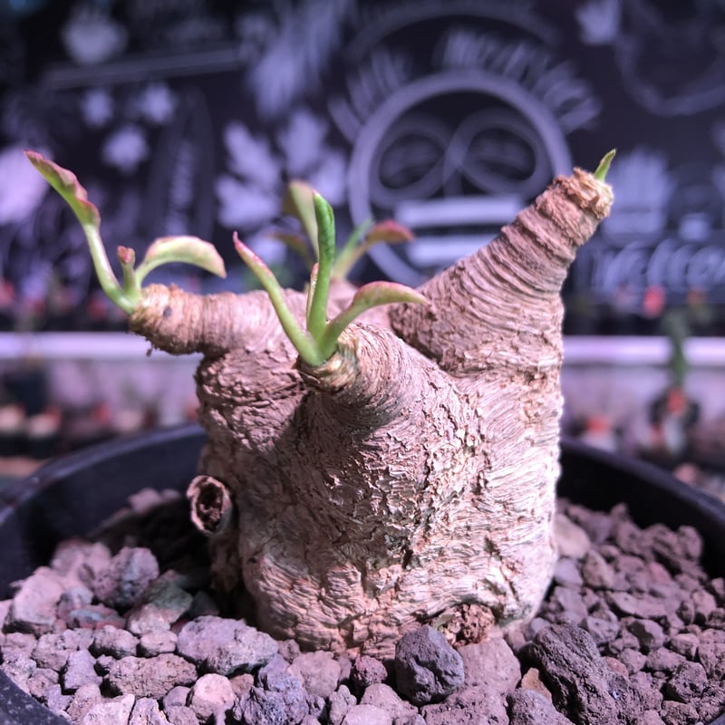 euphorbia fishbone《 L L size》※現地球発根済株※店主国内管理4年