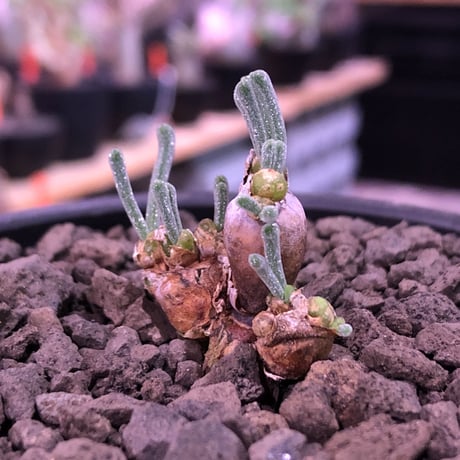 monilaria   pisiformis《SS  size》※現地球発根済株※モニラリア属　（最上位激希少種）※冬型caudex‼︎   ※mad black bowl pot植え