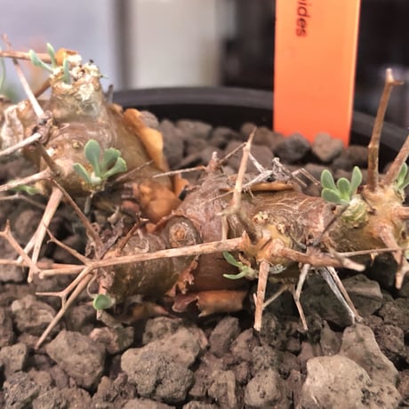 othonna   euphorbioides《S size》※現地球発根済株※小振り且つweight低き強棘な男前良樹形株※mad black bowl pot植え