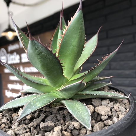 agave  horrida《大きめM size》※現地球発根後店主国内管理2年株※締まり良きbest sizeなホリダ※mad black bowl pot植え