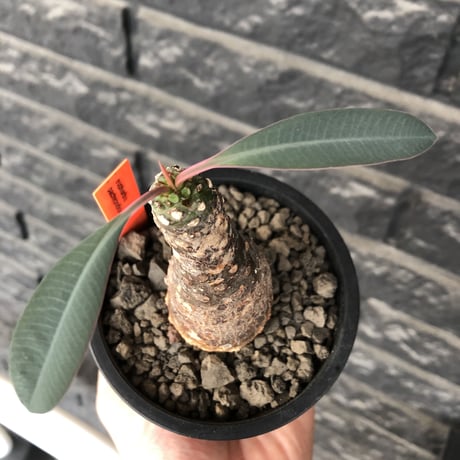 euphorbia  pachypodioides《M size 》※現地球発根後店主国内管理3年株※ボコボコ肌にcompactな良樹形‼︎人気者な一株※mad black pot植え