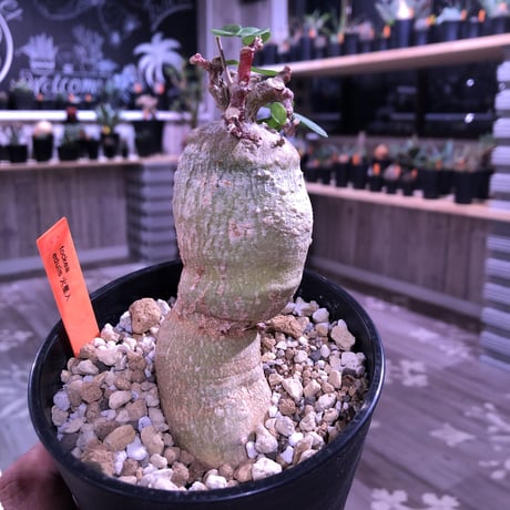fockea   edulis  火星人