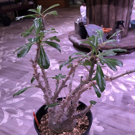 packypodium  saundersii《L L  size》発根済み株‼︎