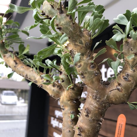 sarcocaulon   crassicaule《L  size》