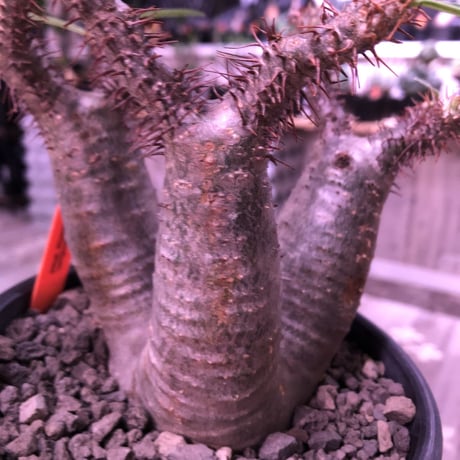 packypodium  gracilius（S size）希少‼︎三分頭株🌵🌵🌵※現地球発根済株※小振りSサイズでコンパクトな珍しい三つ子グラキ‼︎※mad black pot植え