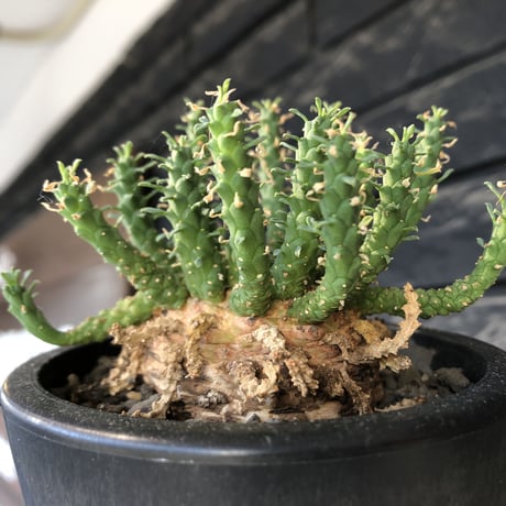 ユーフォルビアゴルゴニス | STORES