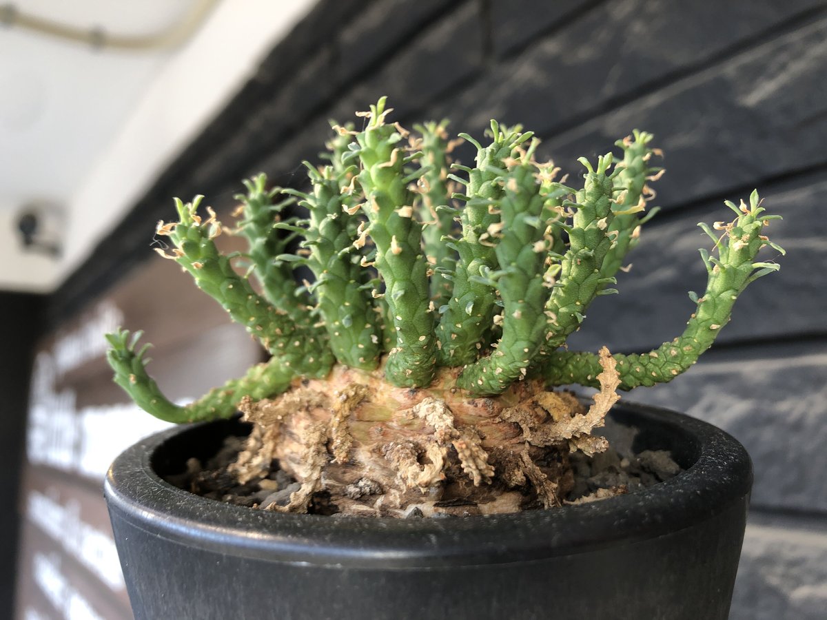 euphorbia gorgonis《L size》※現地球発根後店主国内管理3年株※人気🐙タ