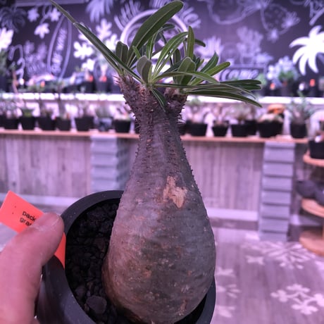 packypodium  gracilius《S size》※現地球発根済み株‼︎  （限定1株）※ツル肌にまん丸樹形が堪らないチビキリス※mad black pot植え