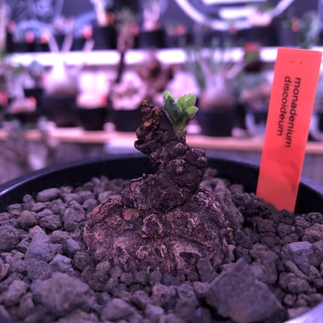 monadenium discoideum《M size 》※現地球発根済株※激希少種‼︎ゴツゴツ肌質が堪らなく、葉とのcontrastが美しすぎる最高な一株‼︎※mad black pot植え