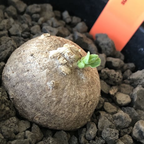 pentagonanthus grandiflorus ssp.glabrescens《S size 》※現地球発根後店主国内管理2年株※激希少種‼︎可愛すぎるサイズ※mad black pot植え