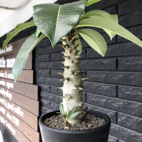 pachypodium  baronii《L size》※激希少‼︎現地球発根後店主国内管理6年株※荒い太いstudsみたく大きな葉&太幹がwildな一株※mad black pot植え