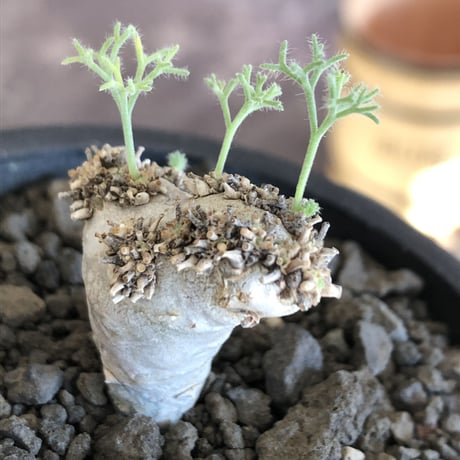 sarcocaulon peniculinum《大きめS size》激希少種※現地球発根後店主国内管理5年株※堪らないほど極白の美しい一株※mad black pot植え