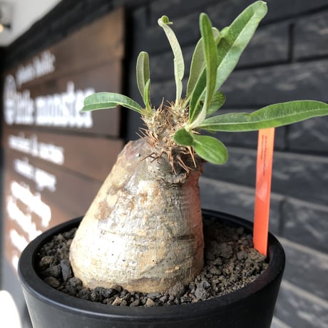 pachypodium gracilius《大きめS size》※現地球発根後店主国内管理3年株※極短枝且つ特化したプリンカラーが堪らない一株※mad black pot植え