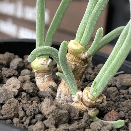 monilaria  pisiformis《大きめS size》※現地球発根後店主国内管理3年株※モニラリア属（激希少最上位種）冬型caudex※mad black pot植え