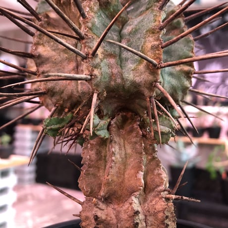 euphorbia    horrida《大きめM size》※現地球発根済株※大変木質化も進む強刺で刺々しさ半端なき子吹き株※mad black pot植え　※限定2株