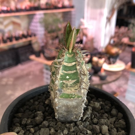 euphorbia   neohumbertii《小さめM size》※大変装いと肌質が良き管理長きフンベルティー（噴炎竜）葉もイキイキ展開中‼︎※mad black pot植え