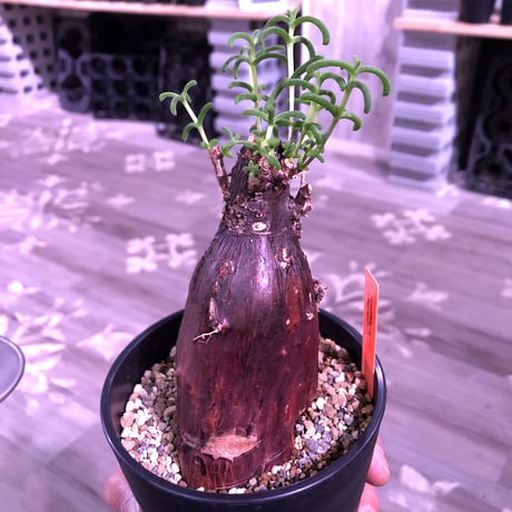 mestoklema   tuberosum《M  size》冬季も成長開花するインテリア性高き人気灌木caudex‼︎  《限定2株》