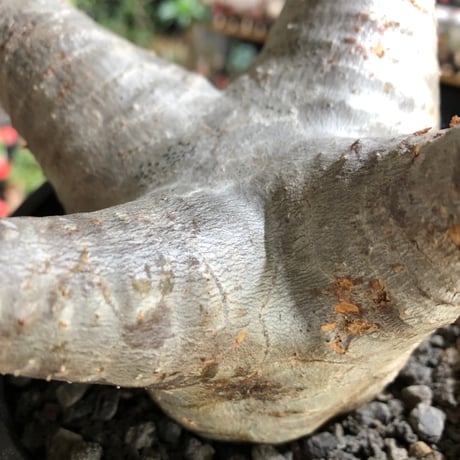 pachypodium enigmaticum《L size》※現地球株発根済※ワイルドな極太枝を持ち良樹形バランスの美しい一株‼︎（white肌）※black bowl pot植え