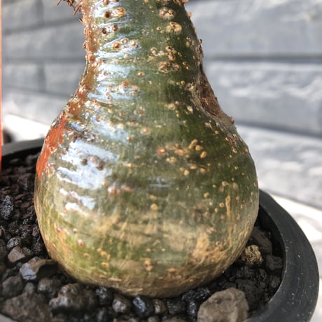 pachypodium gracilius《大きめS size》※希少green肌&360度球体株※現地球発根後店主国内管理2年株※短枝グリーン肌のまん丸球体株※mad black pot植え