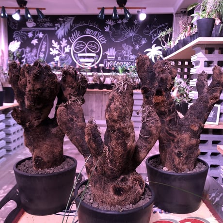 xerophyta  trichophylla《L L size》※現地球発根済株‼︎※驚愕最強靭株‼︎今回は極太キセロ‼︎※限定３株※mad black pot植え