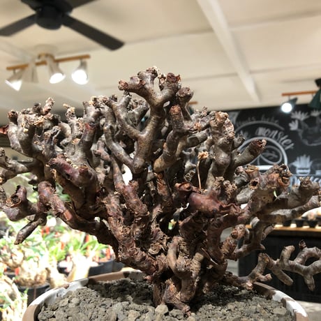 pelargonium  mirabile《XL size》※現地球大株発根済※主幹太く幹上がりで厳つく何より枝振りの密度も最高な一株※brown marble bowl pot植え
