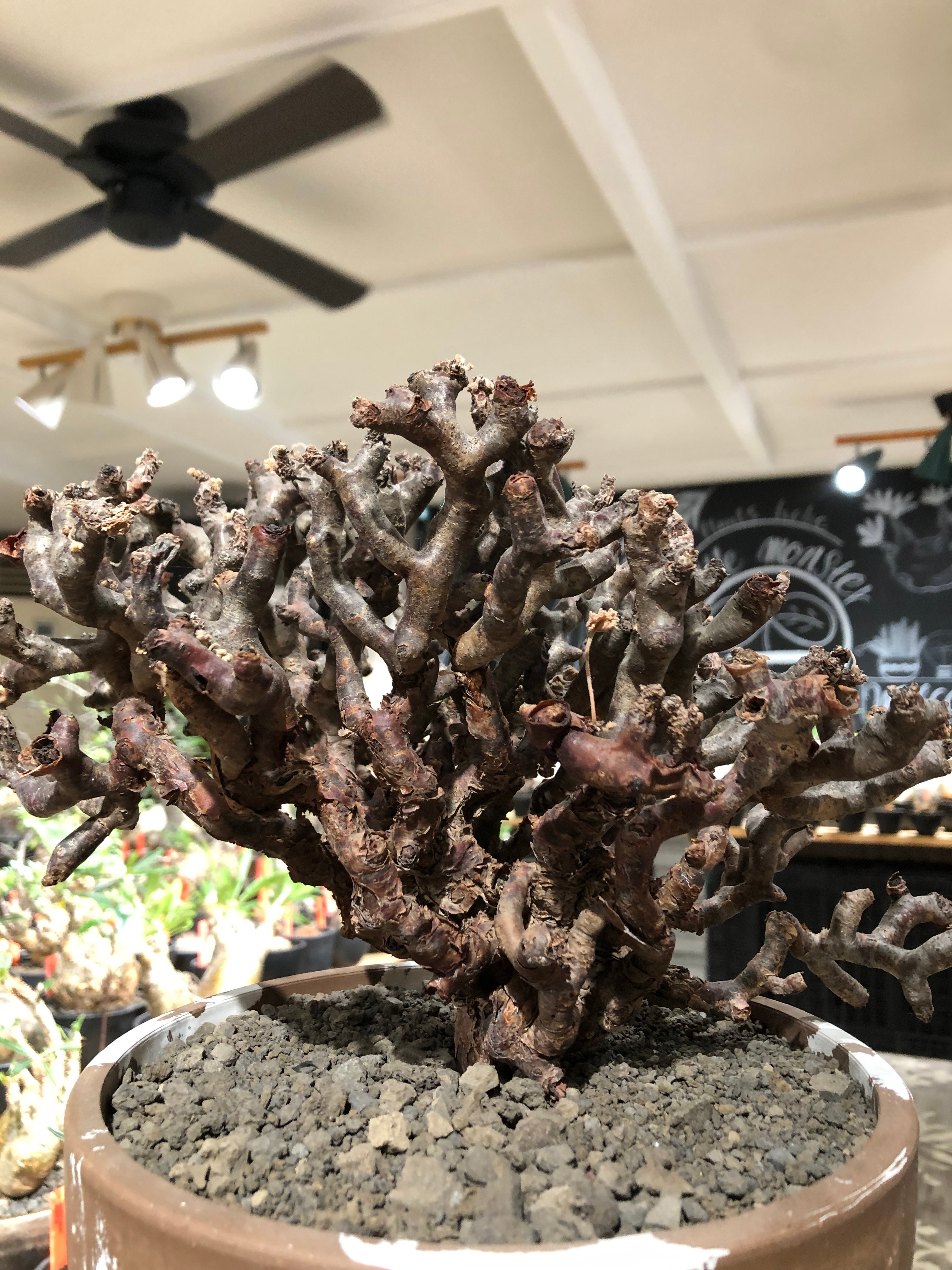 pelargonium mirabile《XL size》※現地球大株発根済※主幹太く幹上が