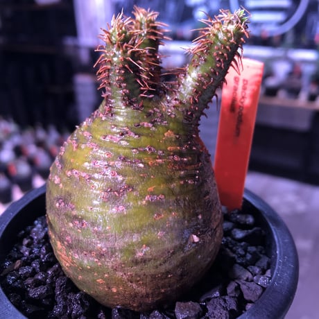 packypodium  gracilius《小さめM size》希少green肌まん丸球体株※現地球発根済株※店主国内管理2年株※短枝且つどこから見てもまん丸な美株※mad black pot植え