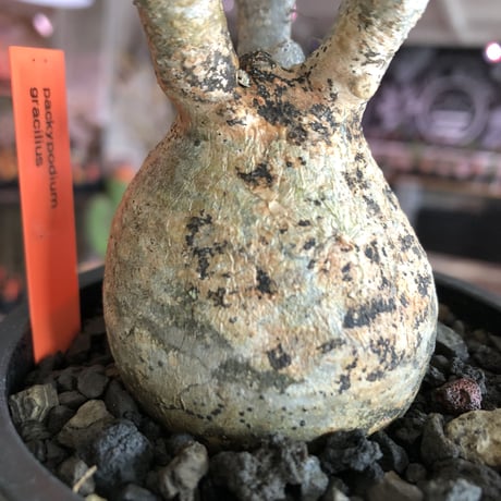 pachypodium  gracilius《S size》特化したピンクベージュ肌※現地球発根済株※店主国内管理2年株※ぼつてり樹形に枝振りよく何よりカラーも堪らない※mad black pot植え