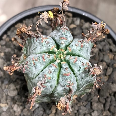 euphorbia horrida var.norveldensis《大きめS size》※現地球株発根済※激希少‼︎どっしり樹形にビンテージ感も強き渾身の一株‼︎※black bowl pot植え
