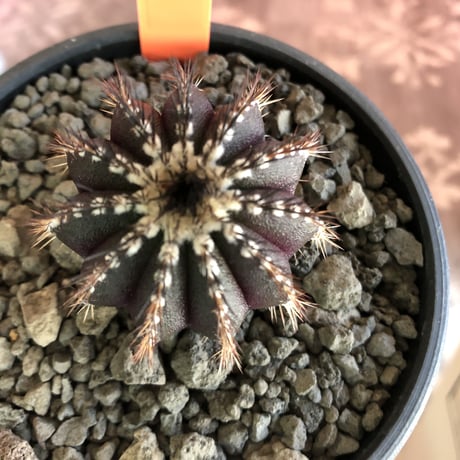 uebelmannia   pectinifera《M size》360度球体極美株‼︎  上品な趣高きな一株‼︎店主国内管理４年株‼︎※mad black bowl pot植え※限定2株