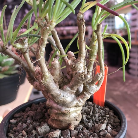 othonna protecta《L size》※現地球発根済株※今後輸入が厳しく流通少ない美しいプロテクタ‼︎サイズもbigな良株※mad black bowl pot植え