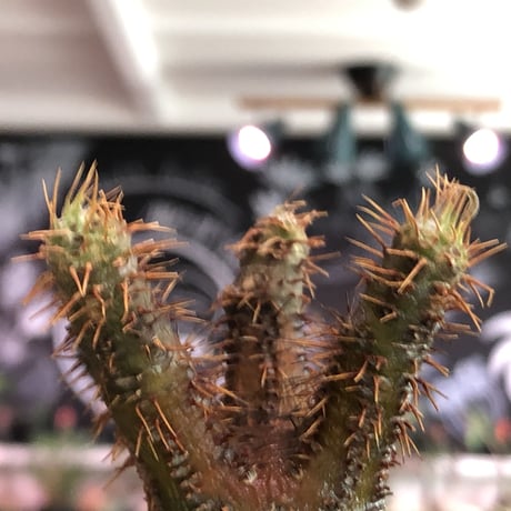 pachypodium  gracilius《大きめS size》一部緑赤肌＆現地焼け株※現地球発根済株※店主国内管理2年株※良balance立体的ボコボコ表皮の選抜株※mad black pot植え