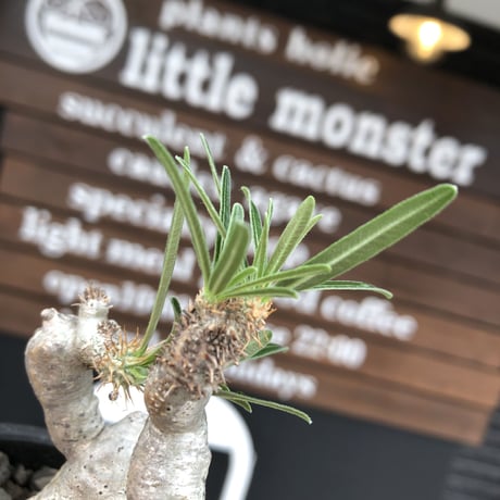 pachypodium gracilius《大きめS size》※希少‼︎白肌株※現地球発根後店主国内管理2年株※絶妙な捻くれ枝振り&美しい純白が堪らない※mad black bowl pot植え