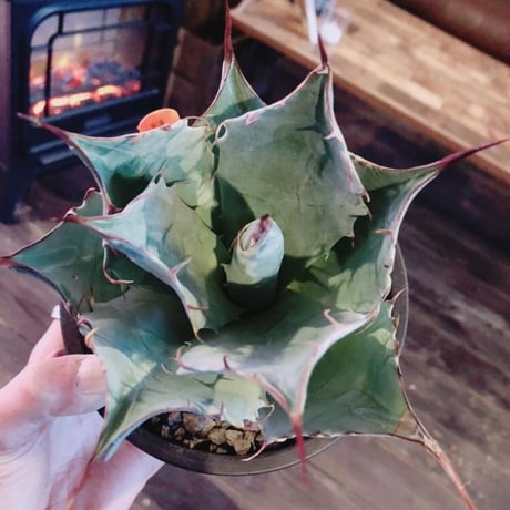 agave     parrasana   globe《M size》