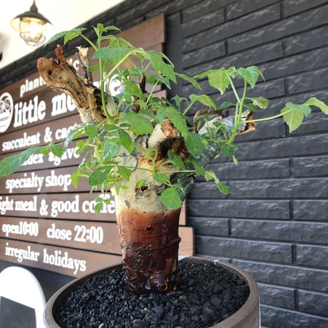 commiphora  holtziana《LL size》驚愕‼︎極太株第二弾‼︎※現地球発根後店主国内管理2年株※渋さ佇まいが堪らない※mad brown marble bowl pot植え