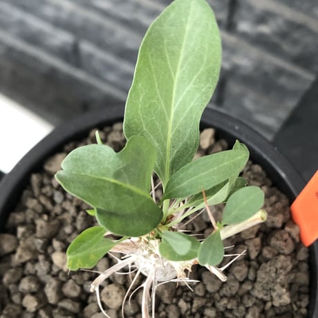 fouquieria columnaris 観峰玉《大きめS size》※現地球発根済株※美しい白肌に丈の締まった良樹形な冬の人気者※mad black pot植え